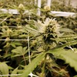 Cannabis Delivery in Ljubljana: Fast, Legal, and Discreet img-1069.jpg