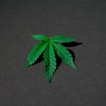 Cannabis Dispensaries in Toulouse: Your Guide to French Cannabis Laws and Online Delivery img-1392.jpg