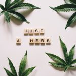 Pardubice cannabis shop img-1426.jpg