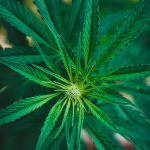 Andorra Cannabis Shop The Premier Destination for Cannabis Enthusiasts img-1551.jpg