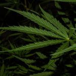 Piza Cannabis Guide img-1668.jpg