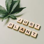 Looking to purchase Klaipeda cannabis or explore the best weed purchase options in the Baltic region? img-1793.jpg