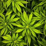 Barcelona Cannabis Market img-1966.jpg