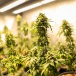 Welcome to the ultimate 420 shop in Nuremberg – your one‑stop destination for premium cannabis, marijuana, hemp, THC, and weed across Europe img-1975.jpg