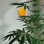 Cannabis Shop Ostrava Your Guide to Legal Marijuana Recreational and Medical Cannabis img-2000.jpg