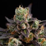London THC Vape: Your Guide to Buying, Regulations, and Deals img-2019.jpg
