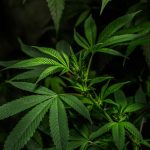 Buy THC Vape in Sheffield img-2025.jpg