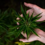 Greek Cannabis Shop Near Me img-2027.jpg