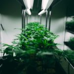 Szeged cannabis dispensary img-2033.jpg