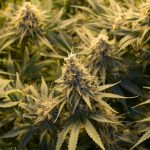 Amsterdam Weed Shop img-2037.jpg