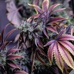 Welcome to the premier weed dispensary Luxembourg img-2049.jpg
