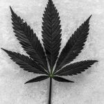 Ultimate Guide to THC Vapes in Tenerife img-2070.jpg