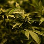 Welcome to the premier cannabis dispensary in the heart of Greece img-2145.jpg