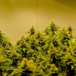 Gent Cannabis Shop: Reliable, Affordable, and Fully Licensed img-2175.jpg
