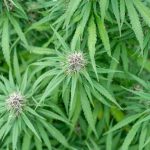 Prague Cannabis Delivery img-2247.jpg