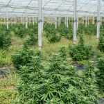 Buying Weed in Zaragoza: A Comprehensive Guide img-2250.jpg