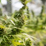 Buying Cannabis in Greece: Legal Landscape, Medical and Recreational Use img-2251.jpg