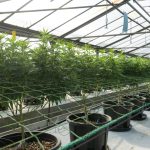 Cannabis in Andorra: Laws, Cultivation, and Culture img-2287.jpg