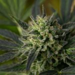 Naples Cannabis Shop: Your Ultimate Guide to Legal Cannabis and Delivery img-2454.jpg