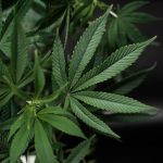 Looking to buy hashish in Glasgow img-2472.jpg