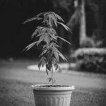 France Cannabis Delivery Services img-2480.jpg