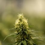 Buying Weed in Madeira: A Comprehensive Guide img-2516.jpg