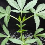 Welcome to the premier cannabis shop in Vila Nova de Gaia img-2592.jpg