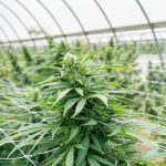 Nuremberg Cannabis Shop Your Premier Destination for Quality Cannabis Marijuana Hemp THC and Weed img-2629.jpg