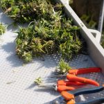 Buy Weed Online Austria: Find a Legal Cannabis Shop Near You img-2698.jpg