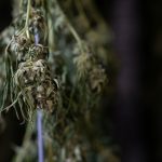 Buying Weed in Ostrava – Step by Step img-2901.jpg