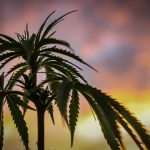 Buying Weed in Ireland: A Comprehensive Guide img-3250.jpg