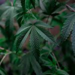 Bologna Cannabis Shop: Legal Landscape and Product Range img-377.jpg