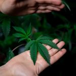 Lisbon Weed Shop img-465.jpg