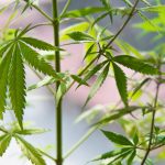 Cannabis Laws in Brussels img-530.jpg