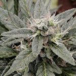 Welcome to the premier 420 store in Poland img-640.jpg