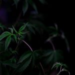 Vila Nova de Gaia: The Ideal Place to Buy THC Vape img-726.jpg